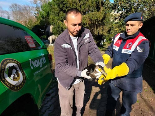 Yaralı Karabatak Kuşunun Tedavisi (30.11.2023)